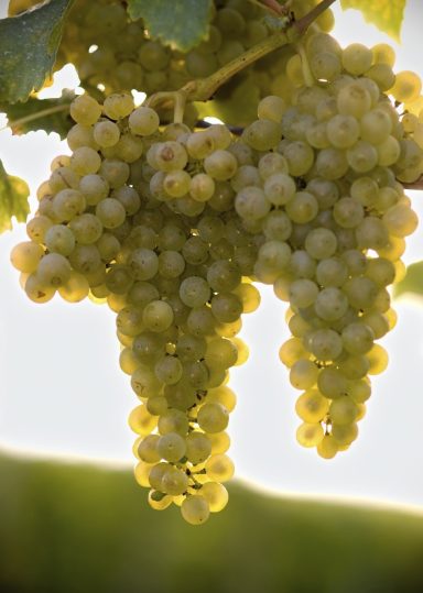 Weintrauben Trauben hängen in einem Sonnenlicht durchfluteten Weinberg.