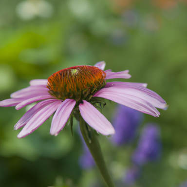 Echinacea Lila Blume mit einem runden, orangefarbenen Blütenkopf im Hintergrund von grünen Pflanzen.