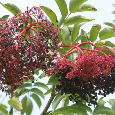 Holunderbeere Dichte Trauben roter und schwarzer Beeren mit grünem Laub im Hintergrund.